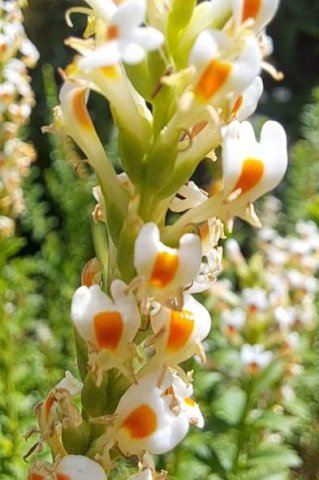 Hebenstretia dura orange corolla patches